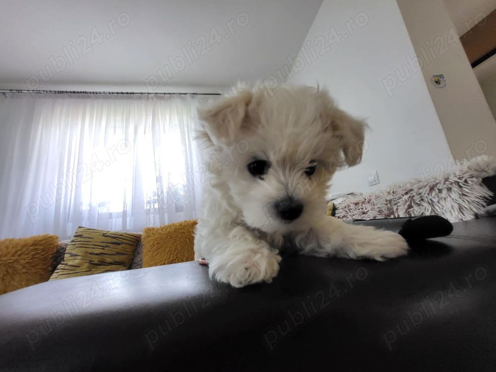 Cățelușe Bichoni Maltezi 