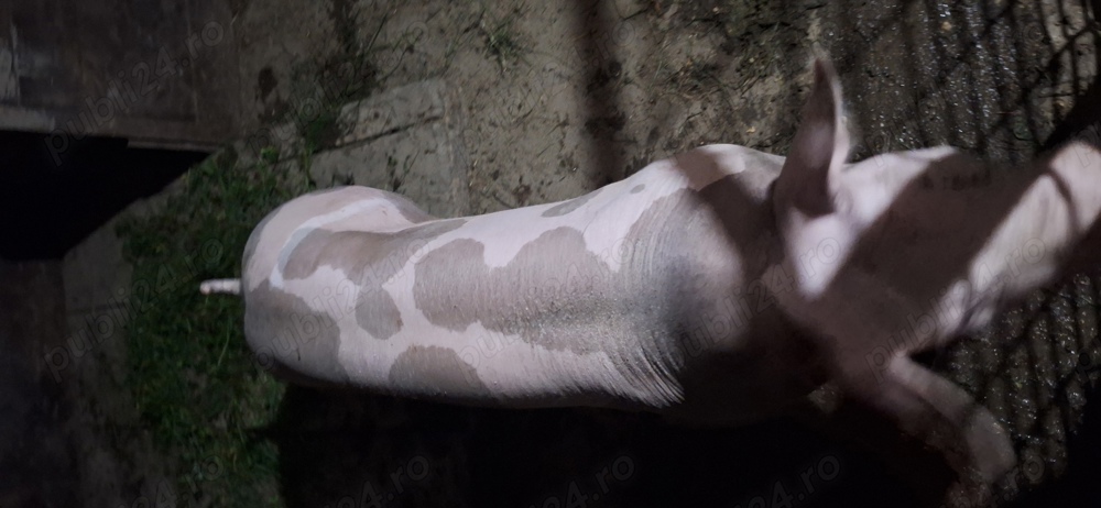 Vier pietrean belgian pentru montă Vier pietrean belgian pentru montă