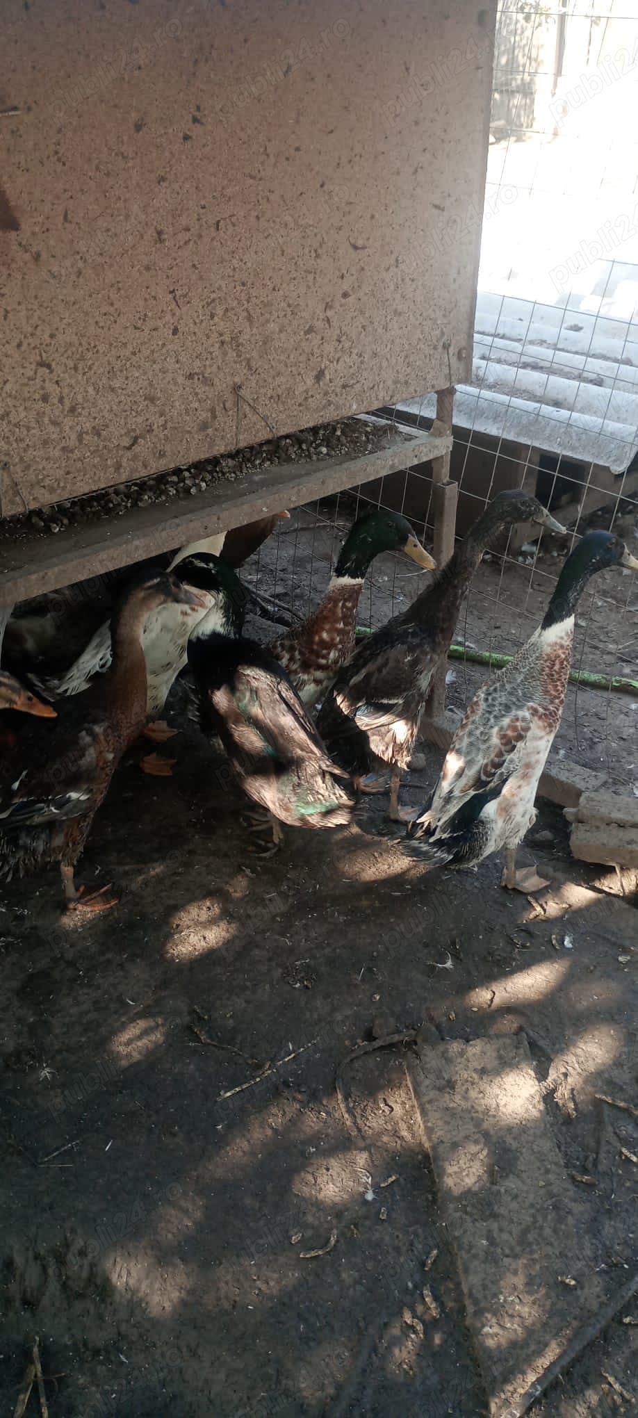 Rate alergatoare indiene mascul sau pereche