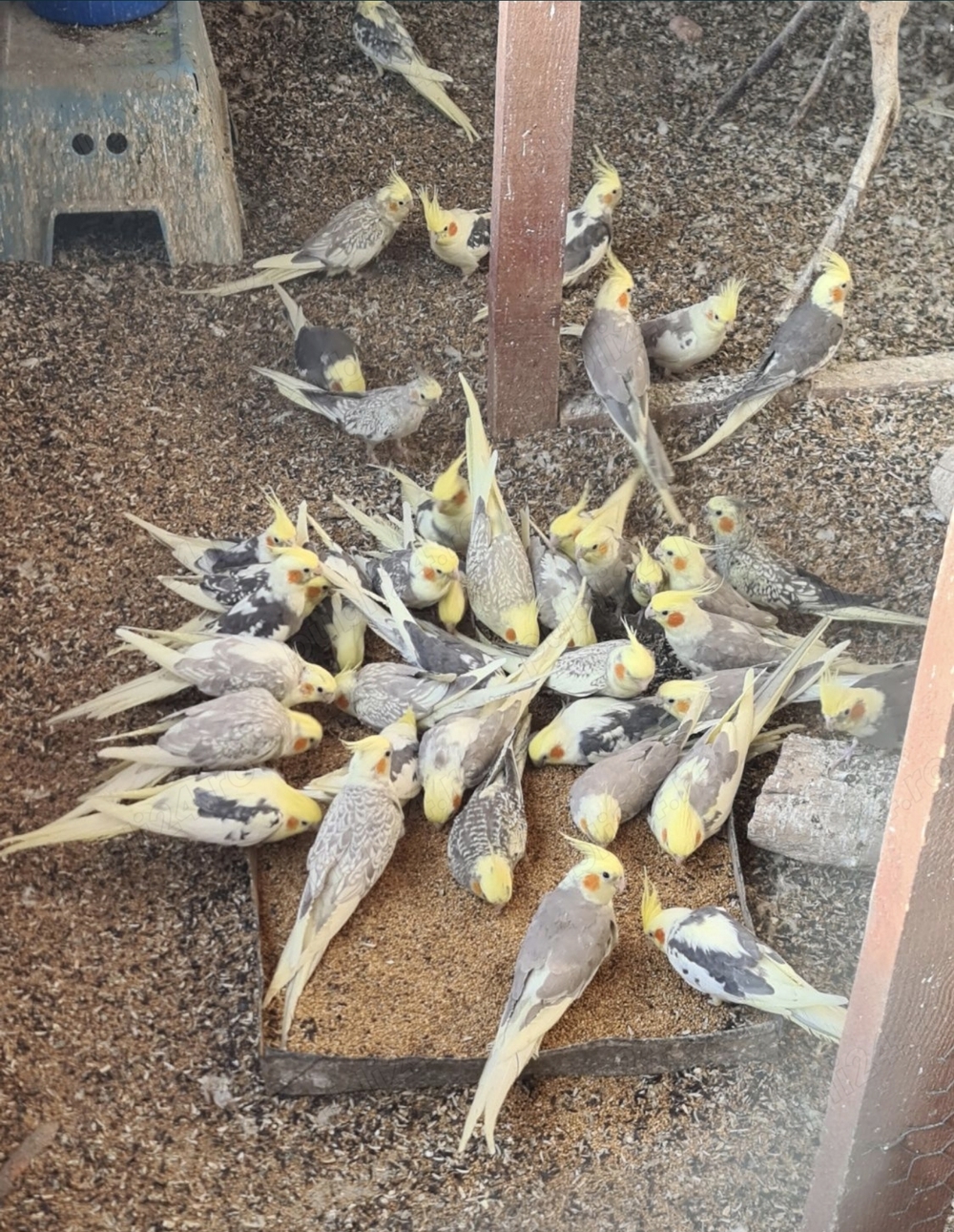 Vand nimfe Constanta