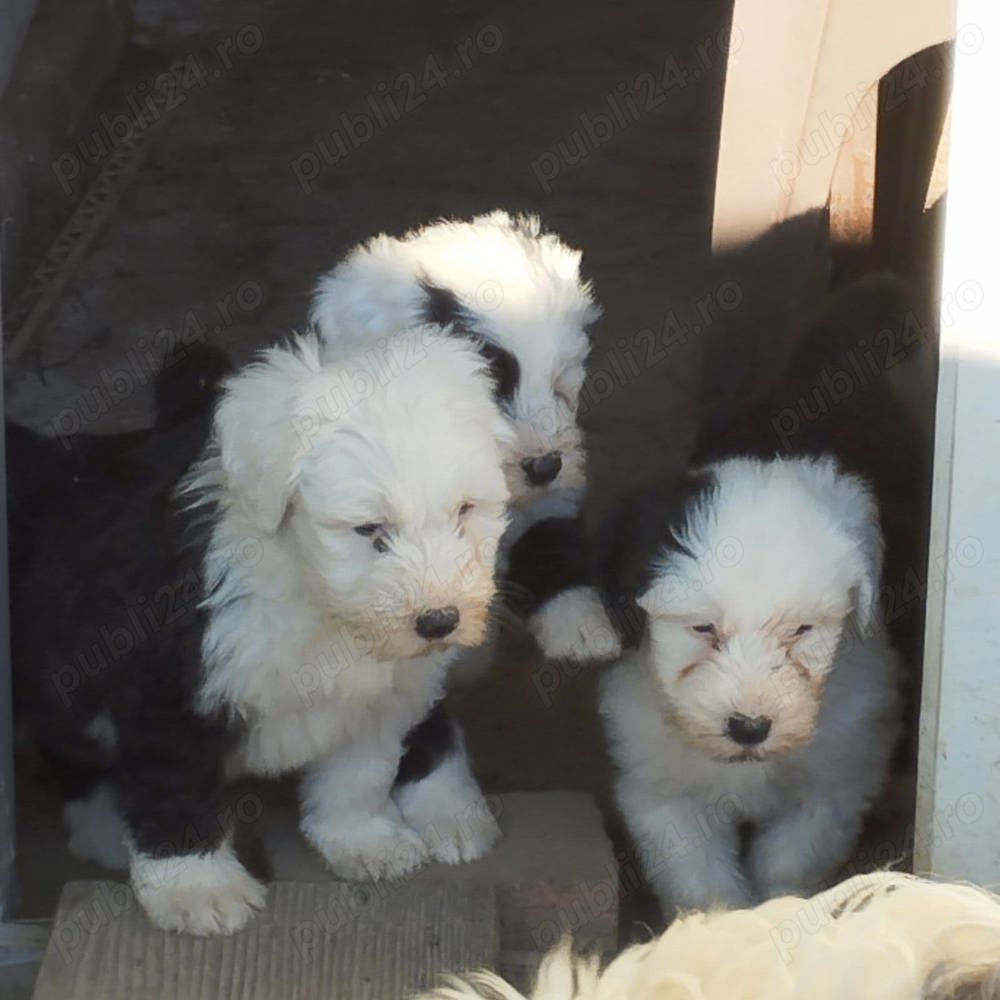 Pui de ciobanesc englez   bobtail 