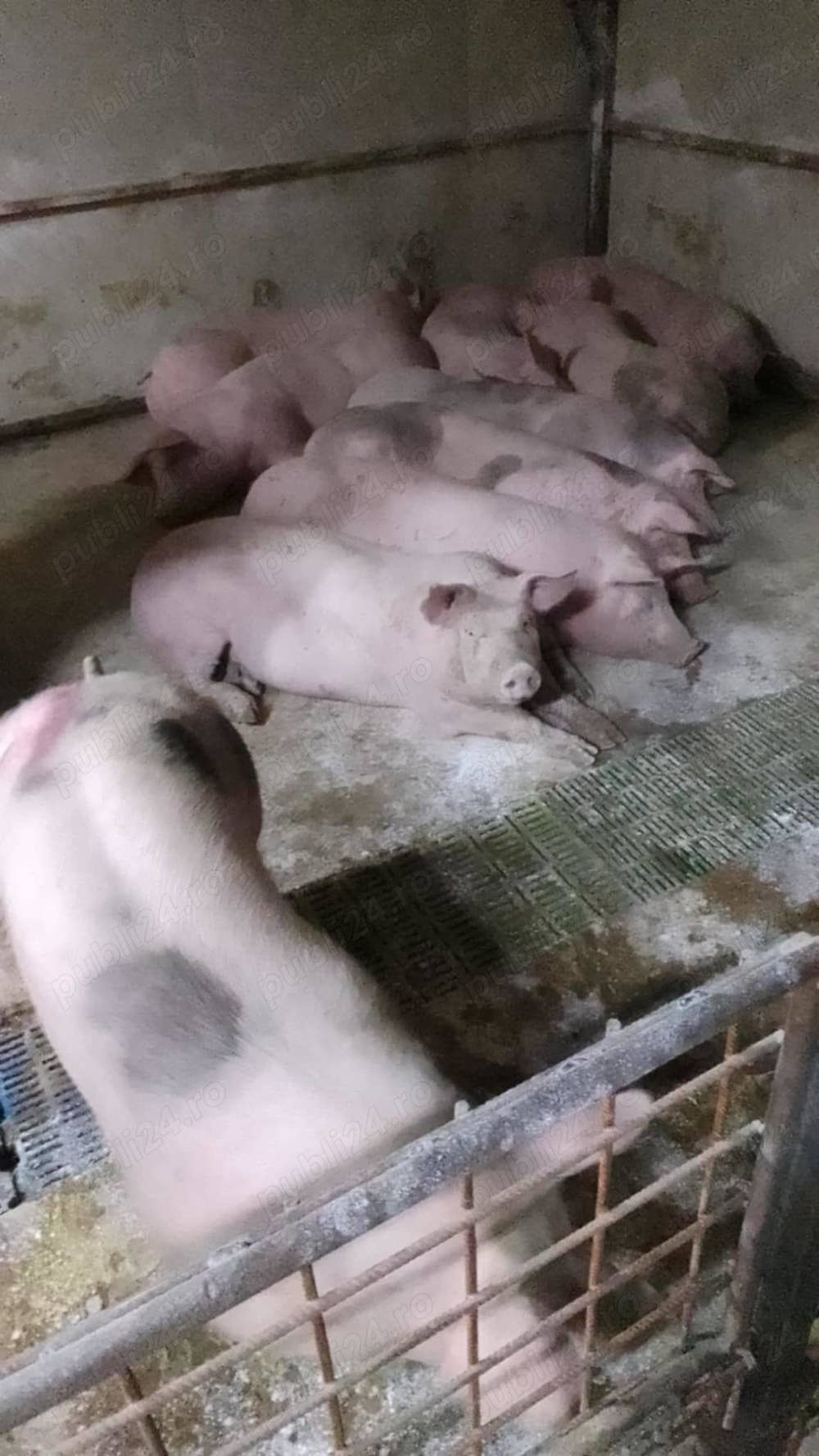 Porci pietrain 180 kg