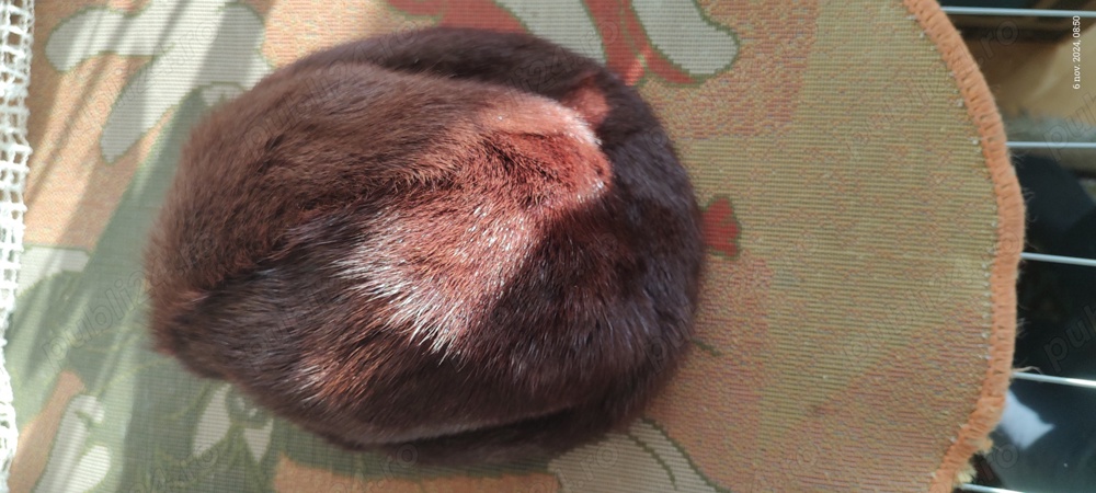 Vând căciulă și guler din blană naturală de nurcă, nouă, nepurtate 