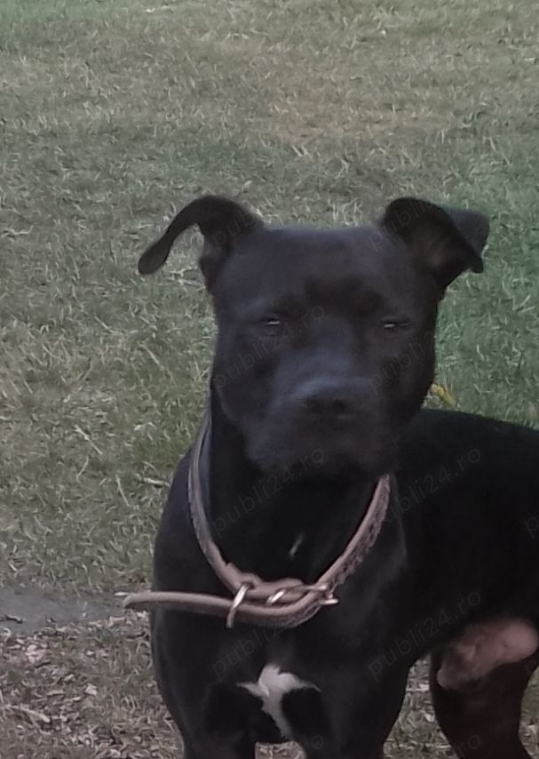 Donez catel , super cuminte