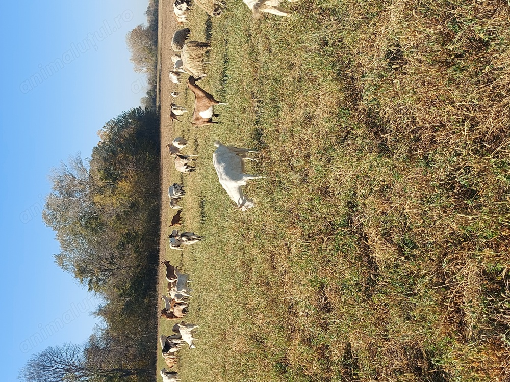 Capre de vanzare  Capre de vanzare