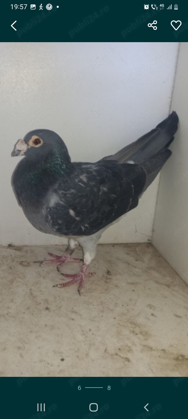 Mascul porumbei de vânzare  Mascul porumbei de vânzare