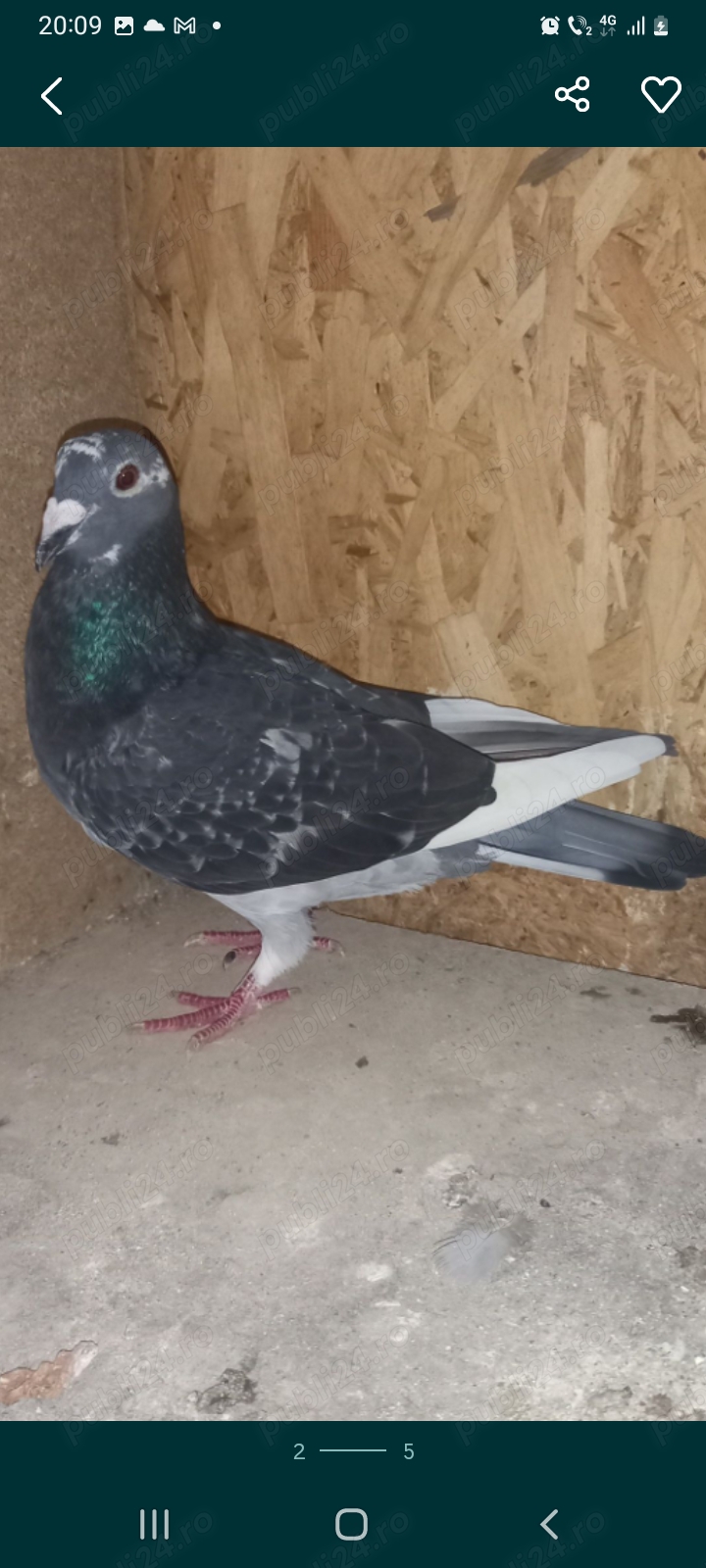 Vand femela porumbei 