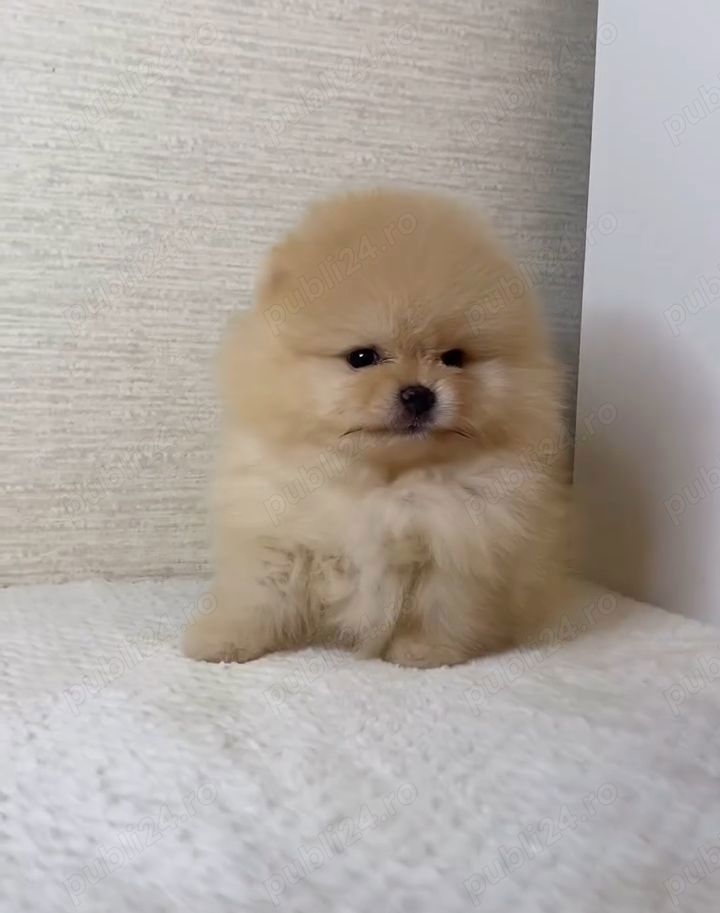 pui Pomeranian mini toy Pr REAL