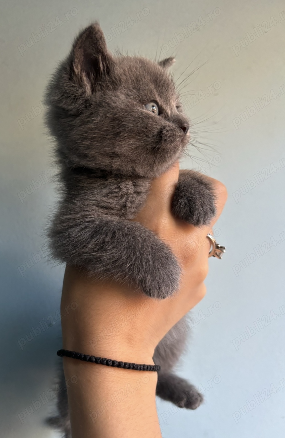 Motănel british shorthair blue 