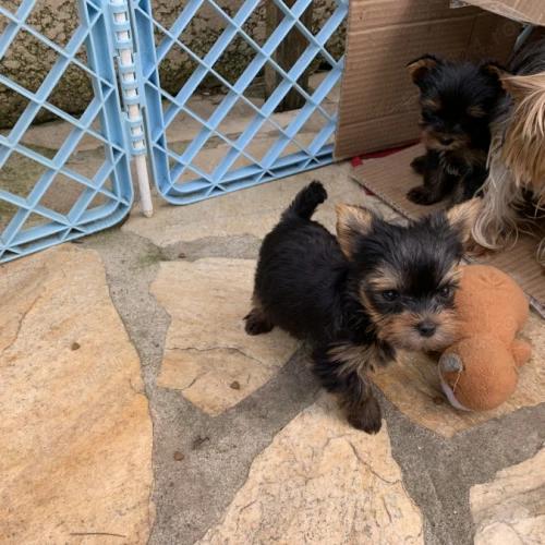 Yorkshire terrieri toy