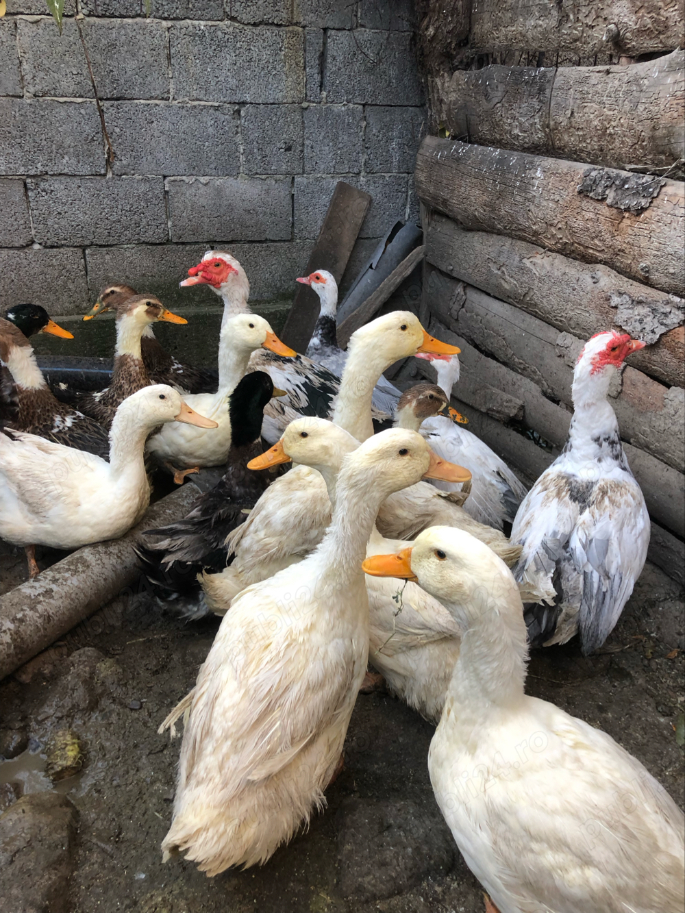 Vand rațe nemute(lesesti) 