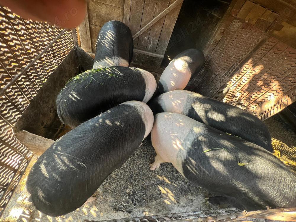 porci de vanzare, 130 - 170 kg porci de vanzare, 130 - 170 kg