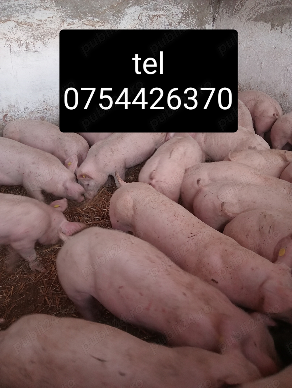 Vând purcei de carne Vând purcei de carne