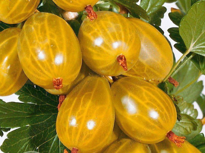 Butasi Agrisi Soiul Invicta -Si Alte Soiuri In Comentariu