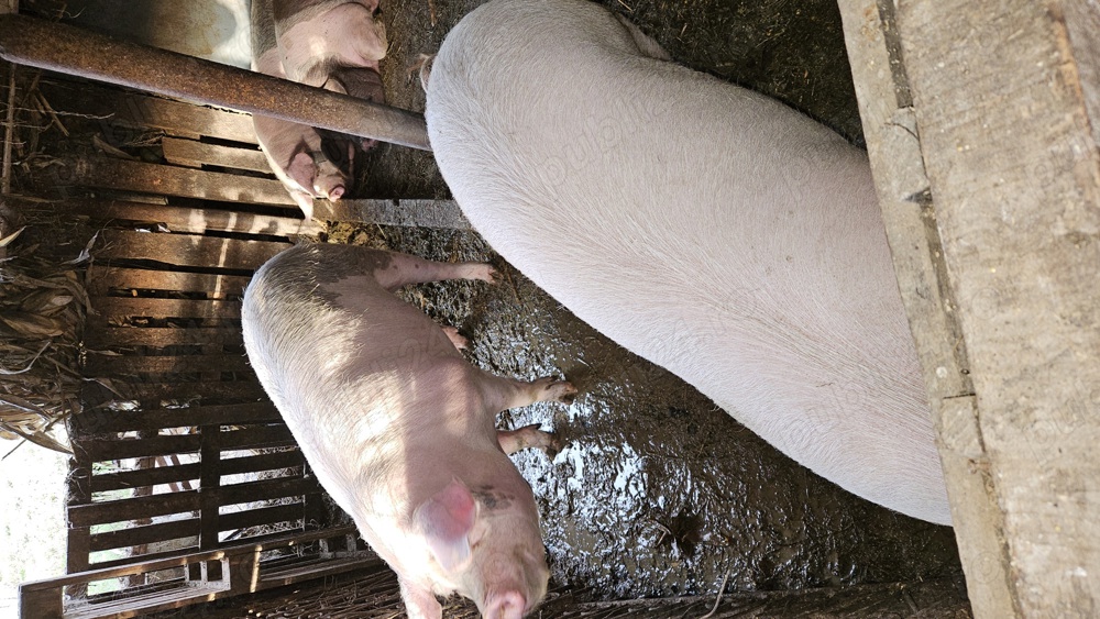 Vând porci Șoimuș 