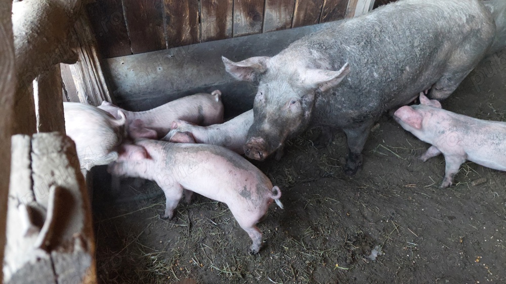 Purcei 30 kg Purcei 30 kg