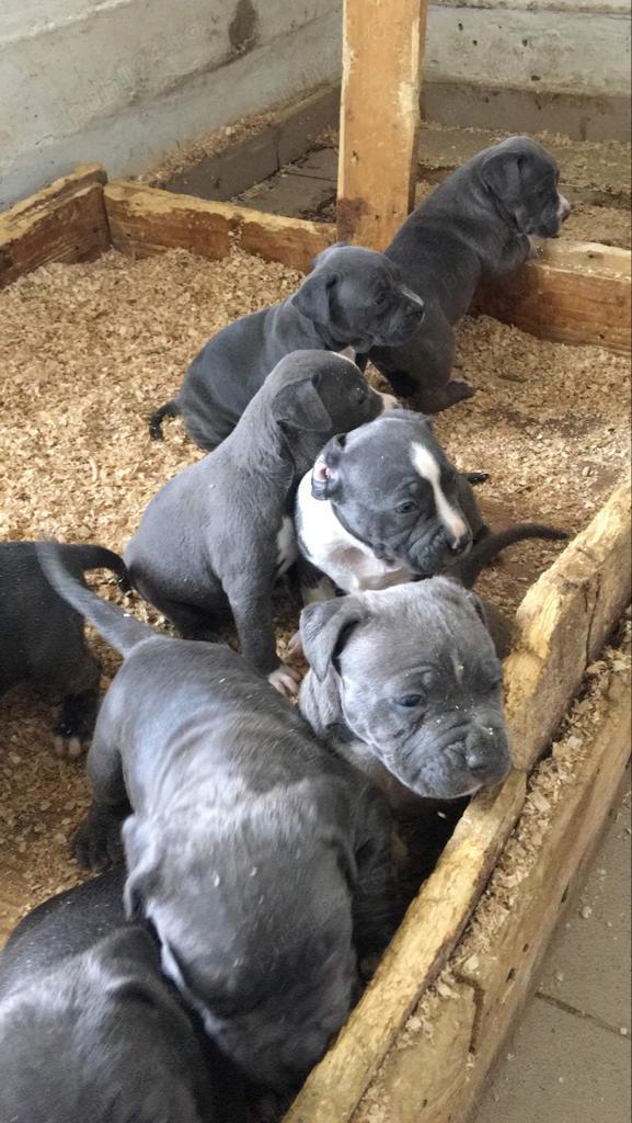 Vand catei amstaff blue