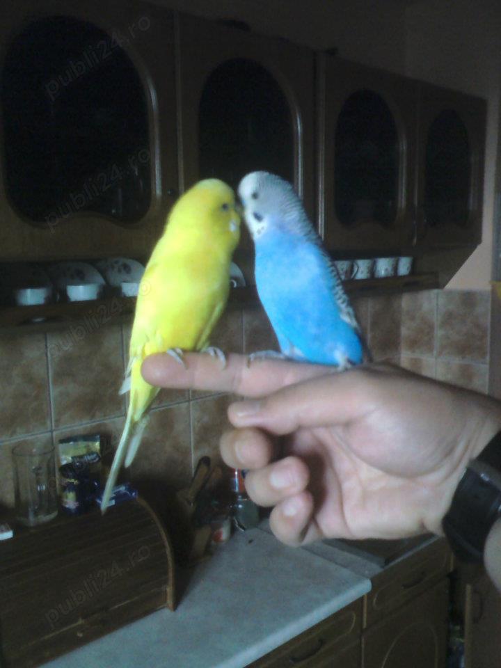 Caut job servici 46 de ani cu capul pe umeri ,