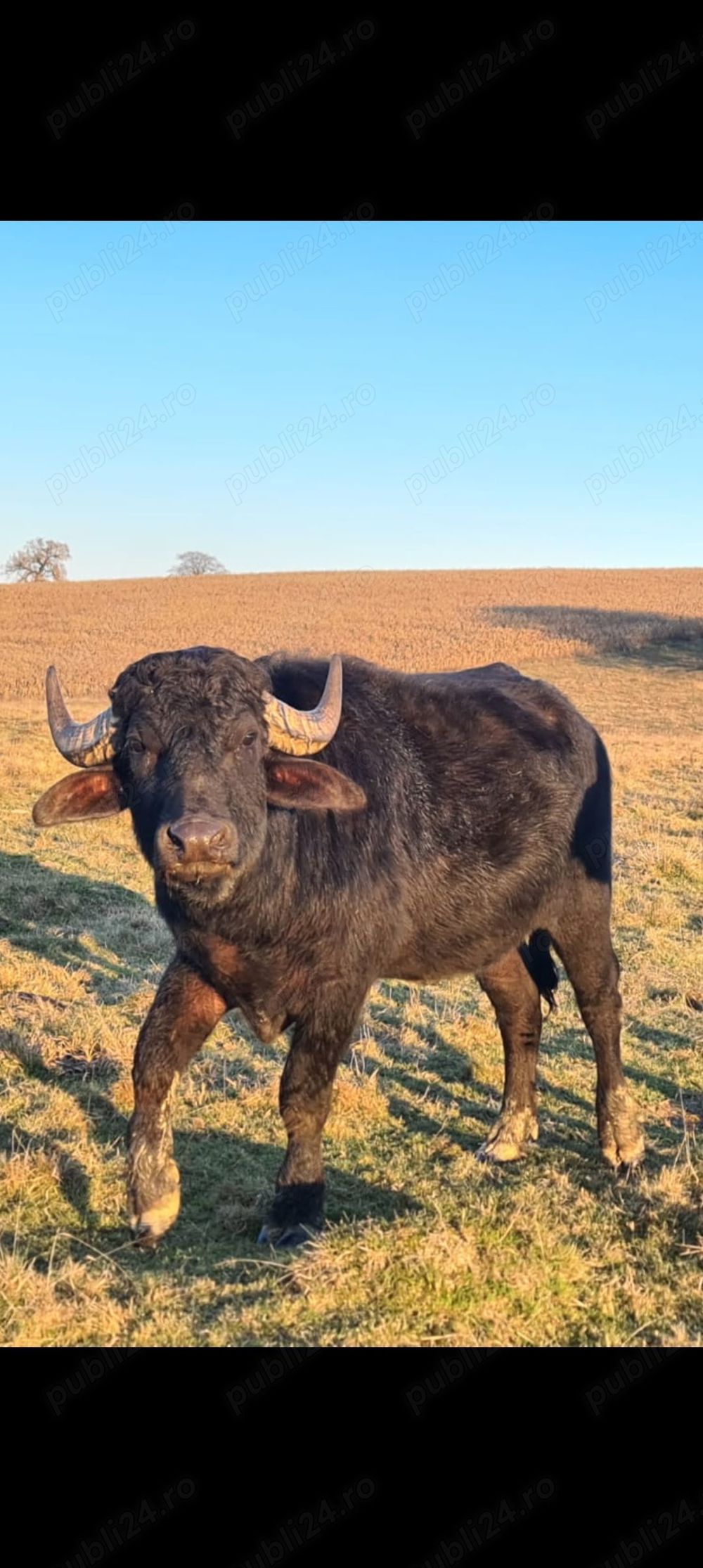 Vând taur de bivol Vând taur de bivol