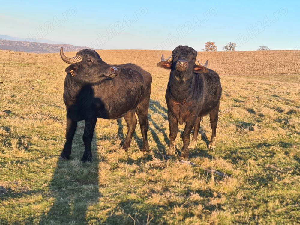 Vând bivolite și taur de bivol