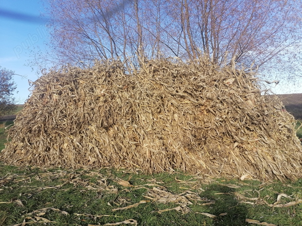 Vînd strujeni pi snopu măi am vreo 50 de snopi