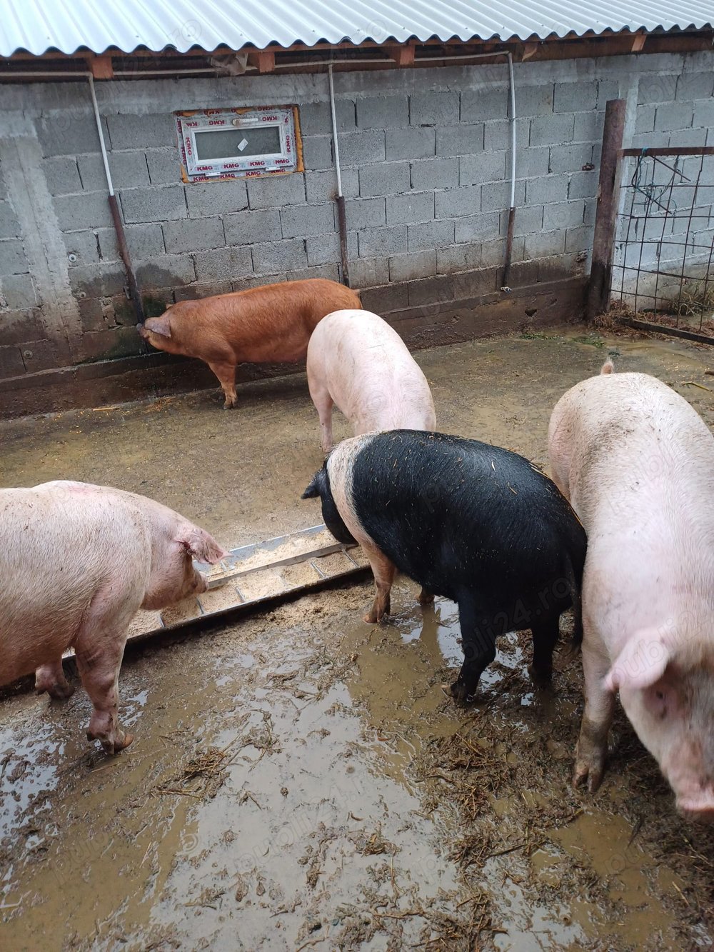 Porci de vanzare  Porci de vanzare