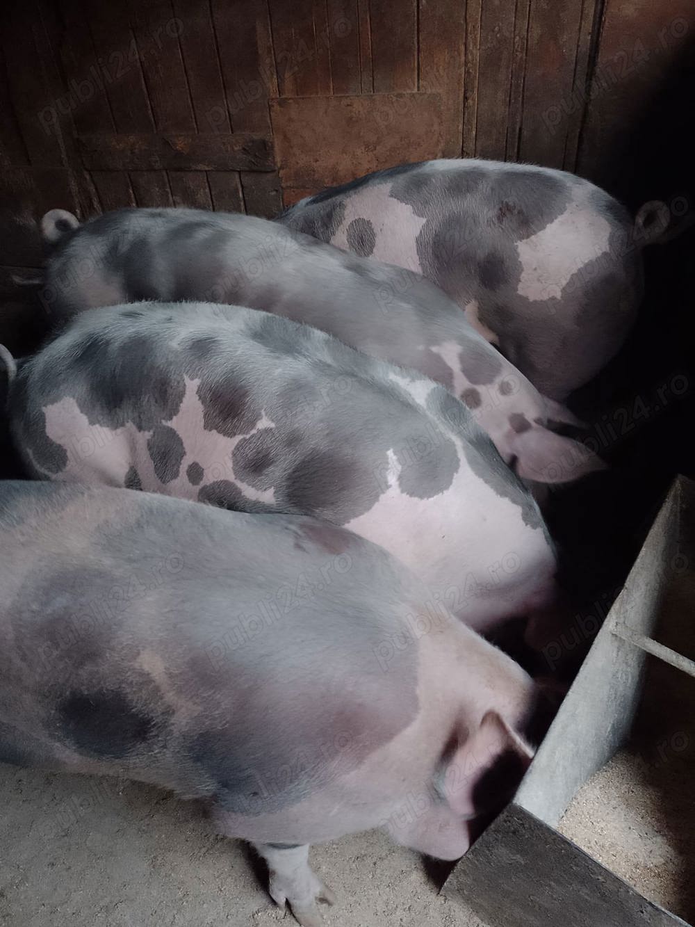 vând porci pietran intre 120-180 kg pret 18 lei kg 