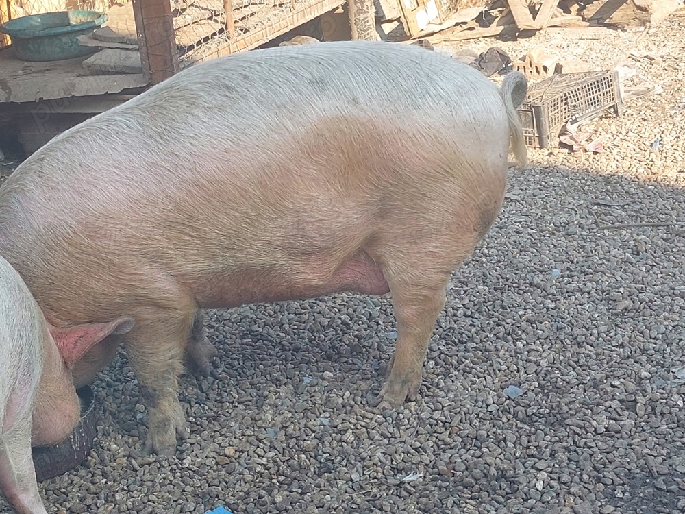 Porc de vânzare  lugoj 100-150 kg ,preț negociabil la numărul de telefon   ,pentru detaliii