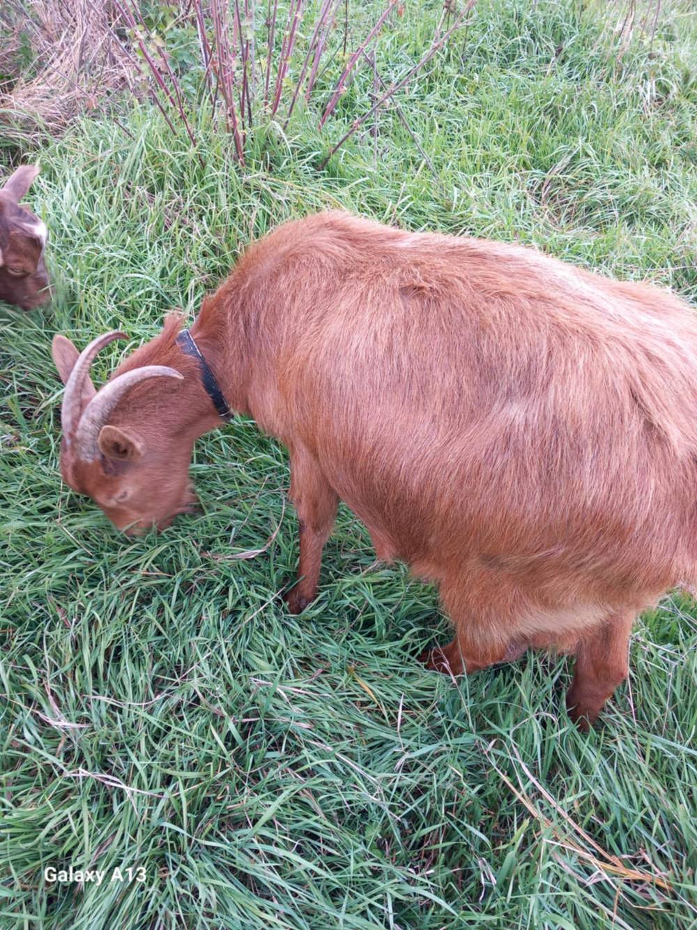 Trei capre de vanzare