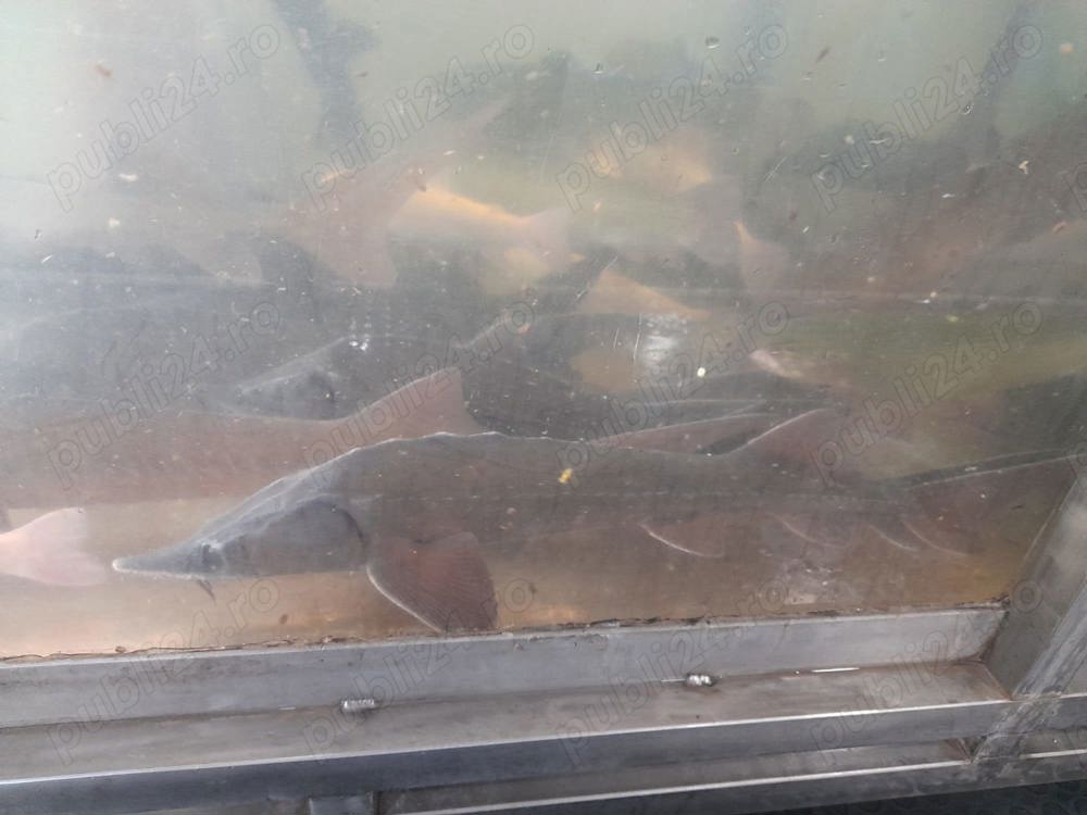 vand sturion nisetru siberian 