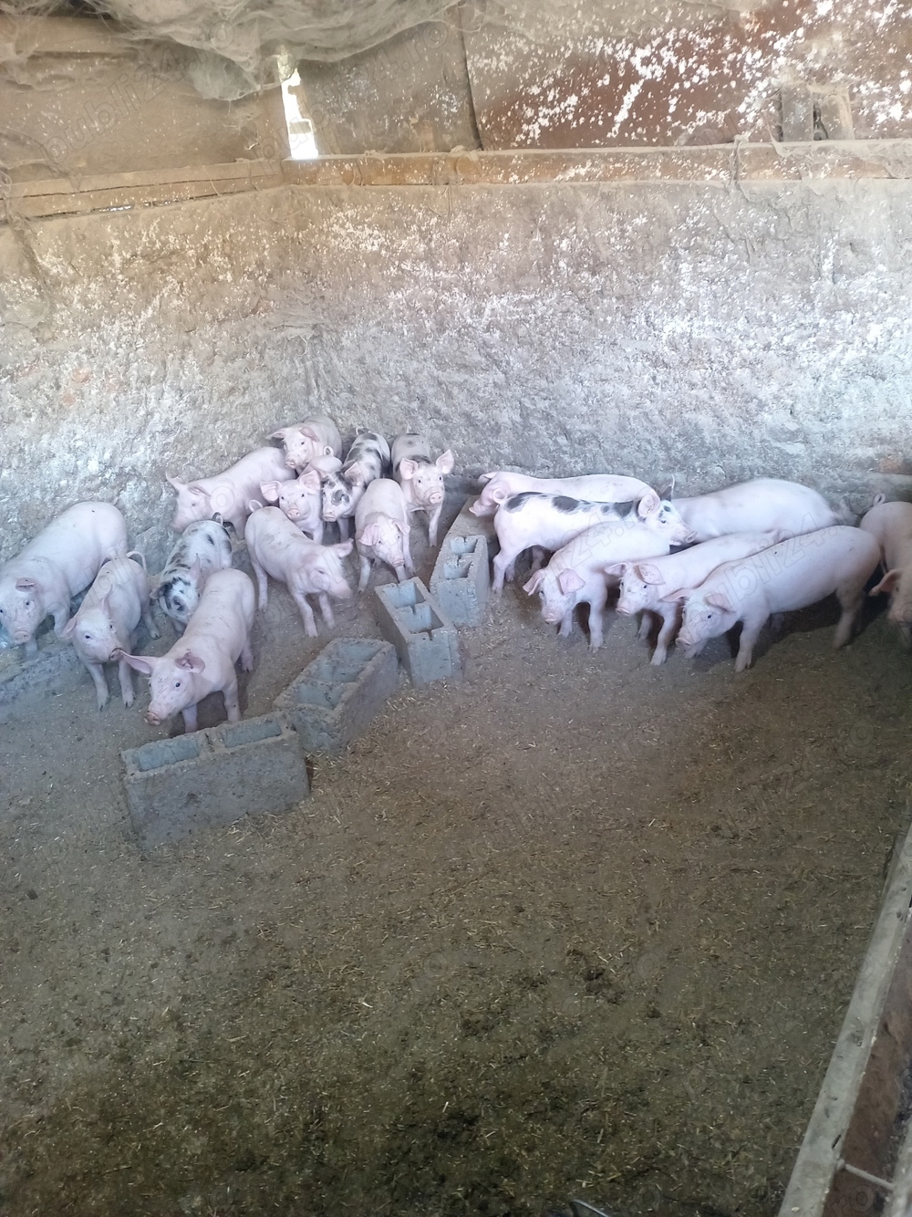 Vând porci Vând porci