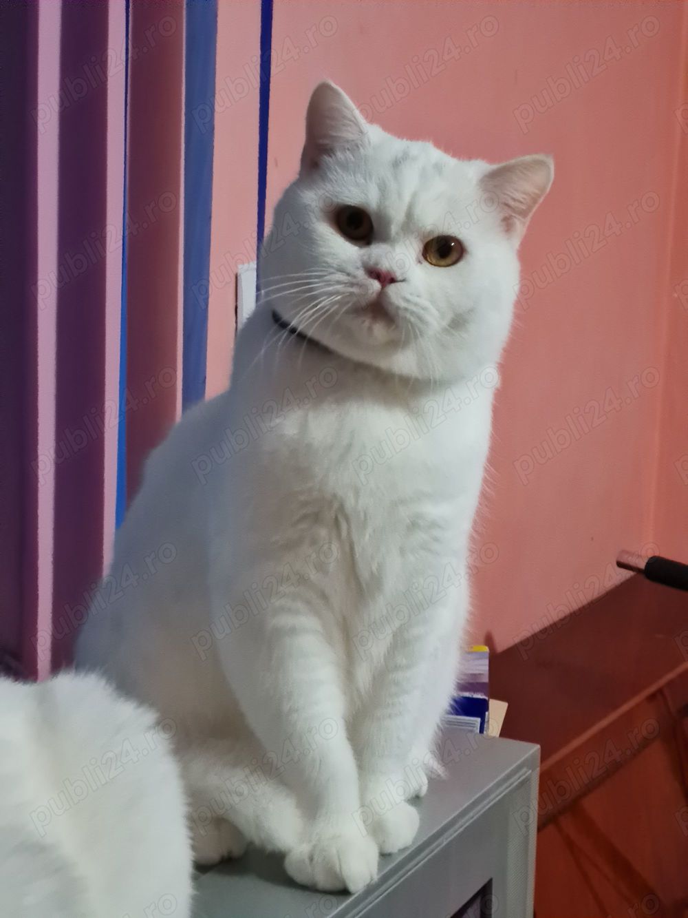 BRITISH Shorthair White  1an și 9 luni mascul ,nu este castrat