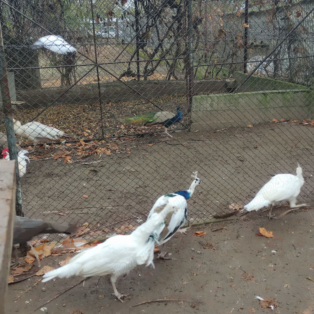 Vand pauni - pui  adulti