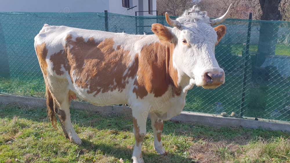 Bălțată românească  cu vițel 