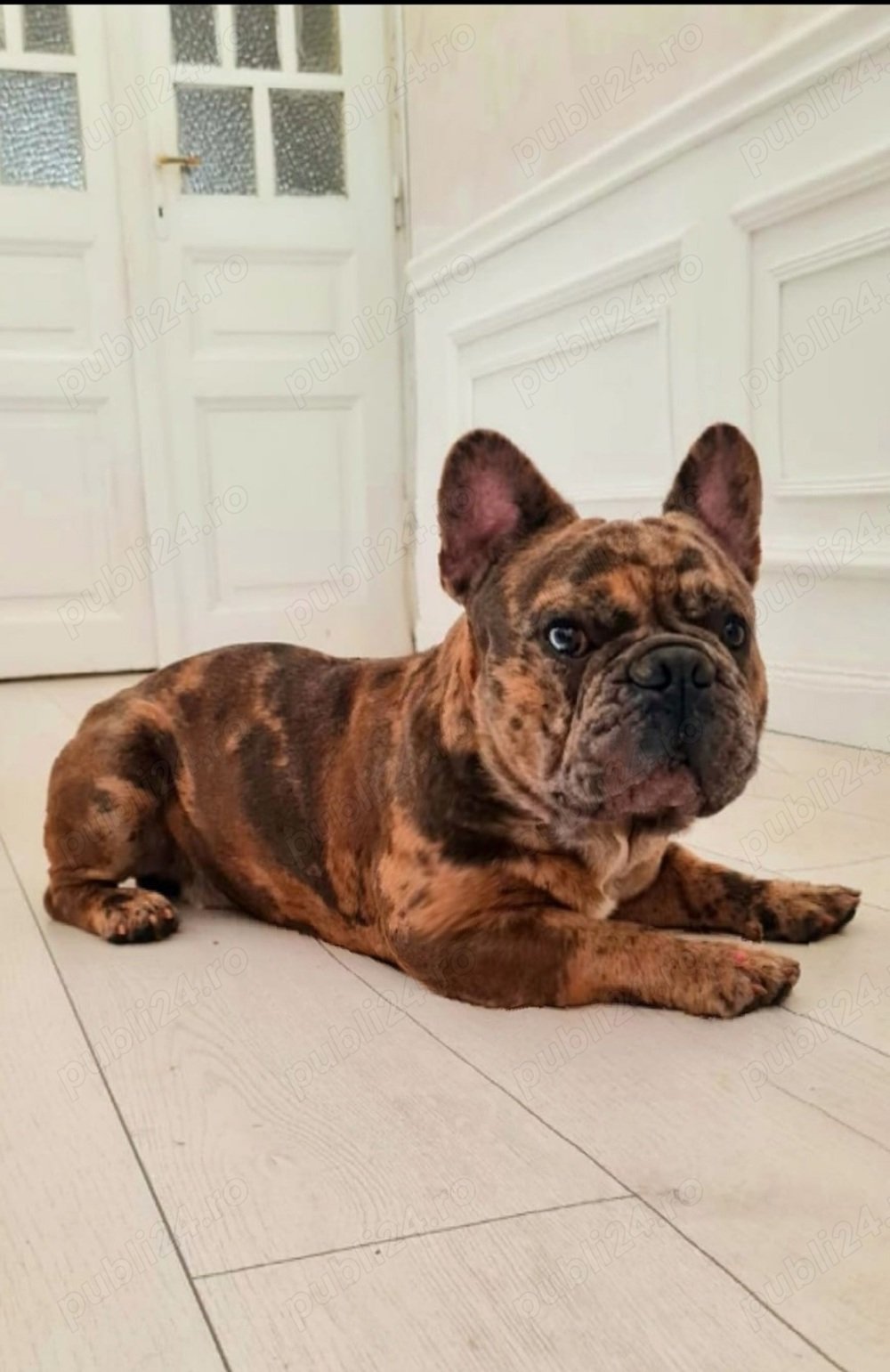 Mascul Disponibil Bulldog Francez