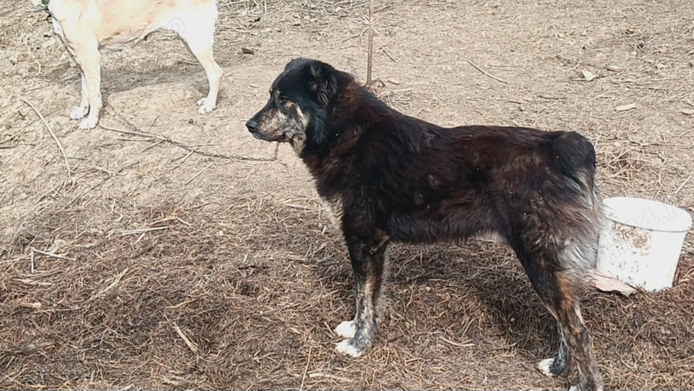 Vand câine ciobănesc 