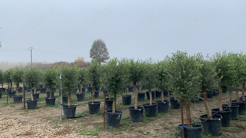 Maslin  Arberquino rezistenți până la -15