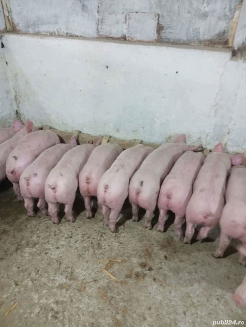 Purcei disponibili 35 kg