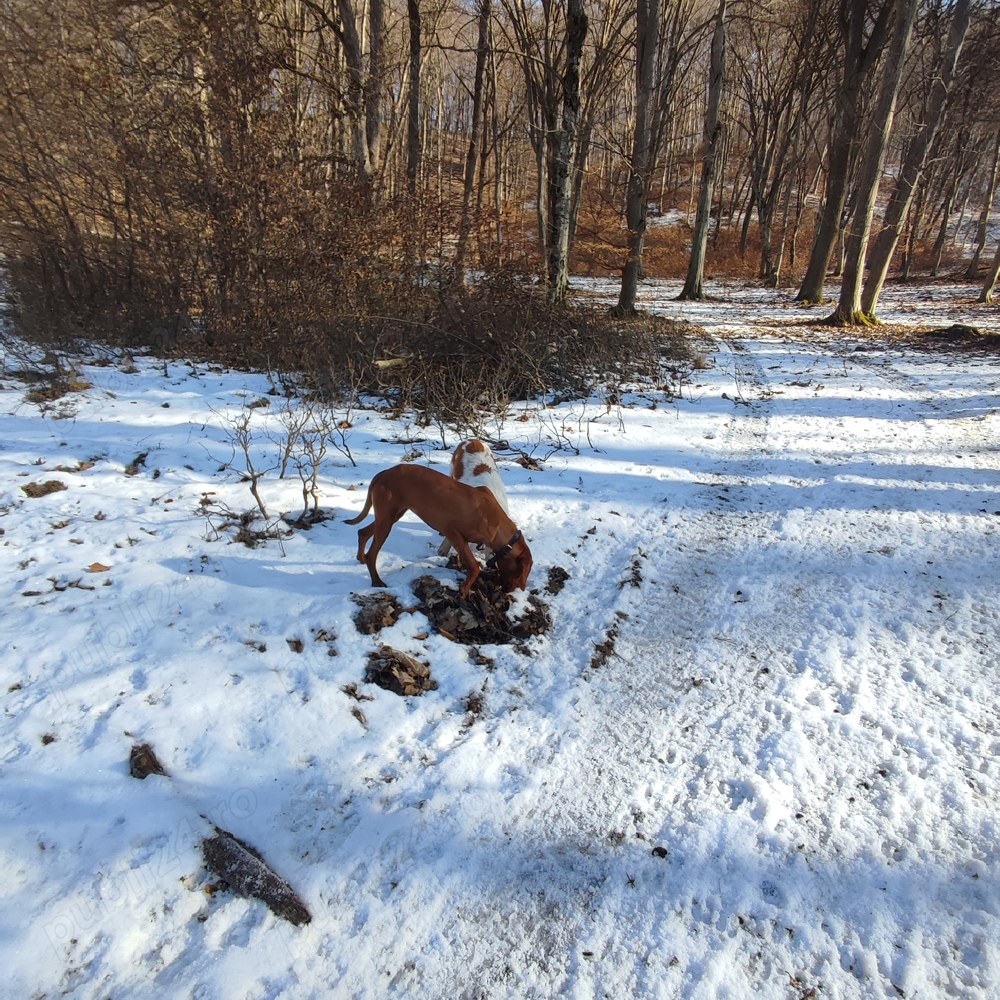 catele de vijla maghiara 