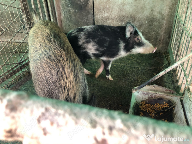 Vand porci vietnamezi si mistreti cu vietnamezi  Vand porci vietnamezi si mistreti cu vietnamezi