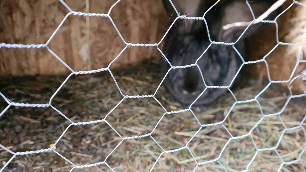 Iepuri urias german Iepuri urias german