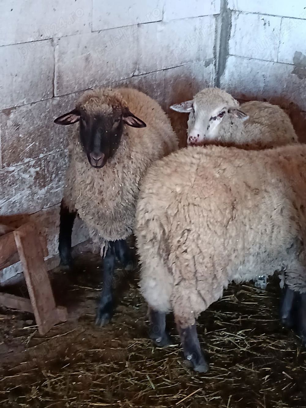 achizitii oi de ținut 