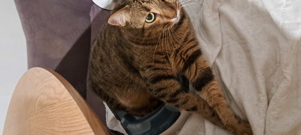 Bona canina și felina