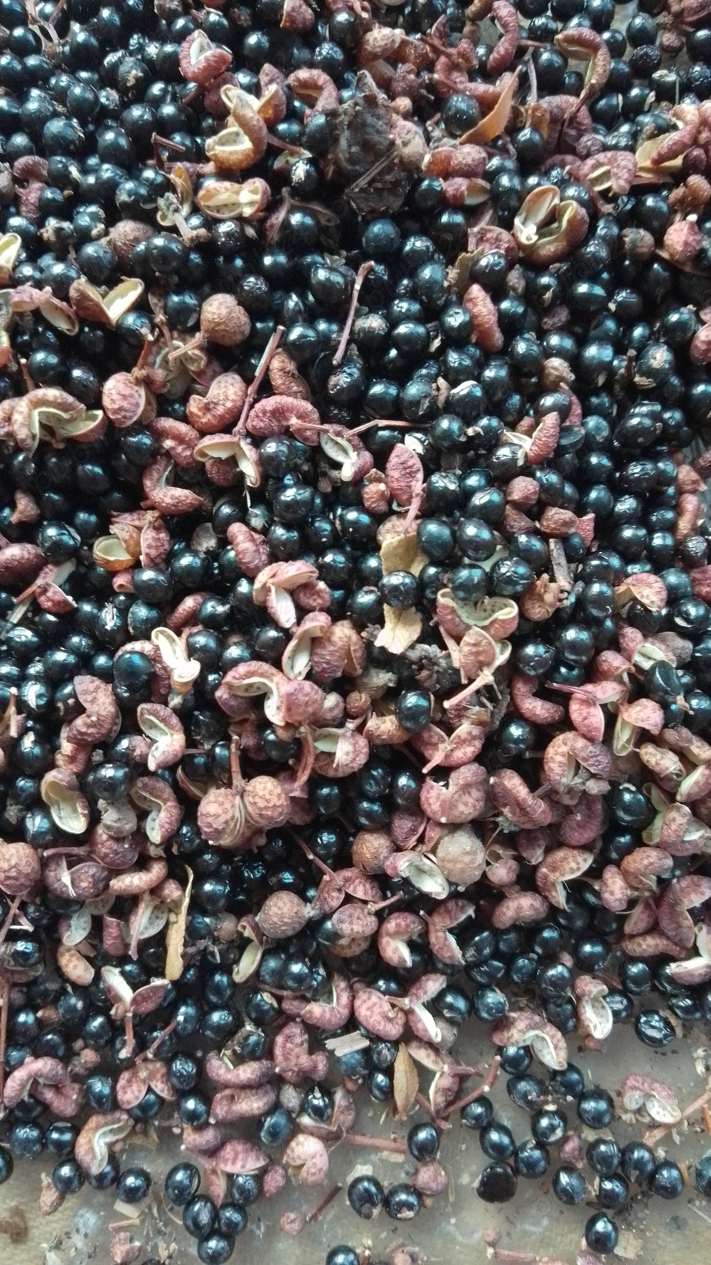 Vând semințe plante deosebite