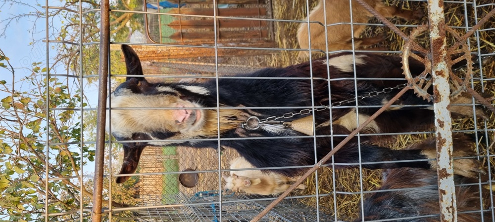 Vând capre și iedute Vând capre și iedute