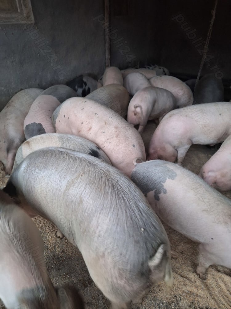 Porci de vanzare 