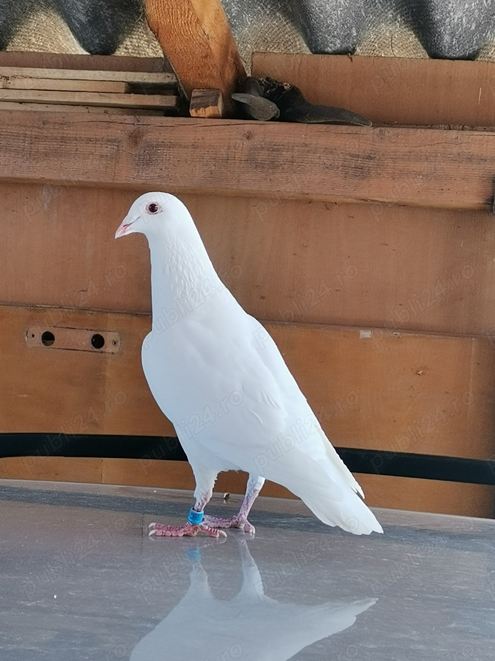 Porumbei voiajori albi.  Porumbei voiajori albi.