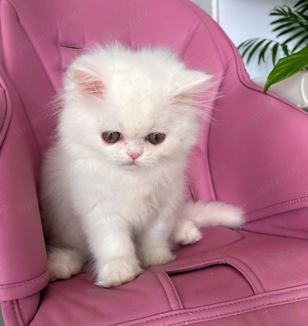 Pisicuță Scottish Straight Longhair, mic fulg de nea, deține Pedigree