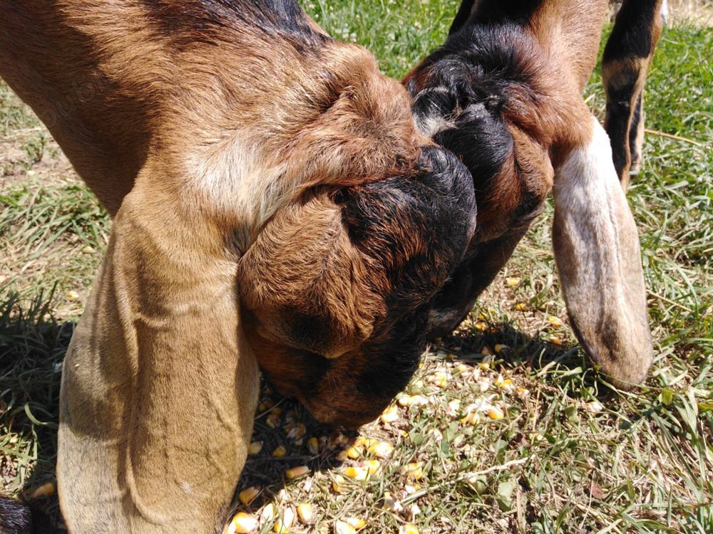 Vand tapi anglonubieni sau schimb Vand tapi anglonubieni sau schimb