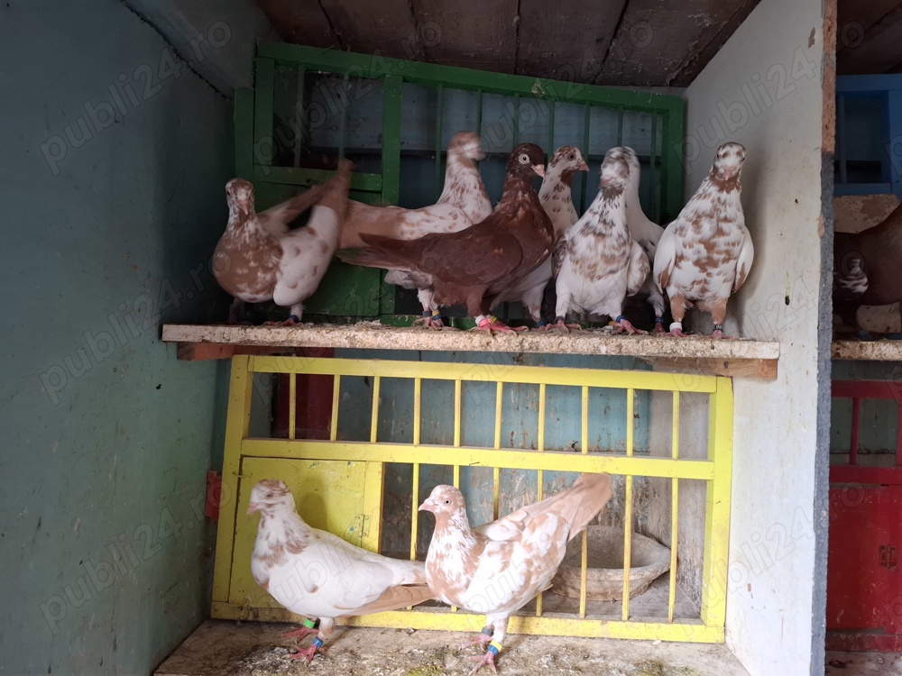 Porumbei trippler englez Porumbei trippler englez